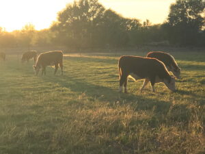 IMG 6105 1 300x225